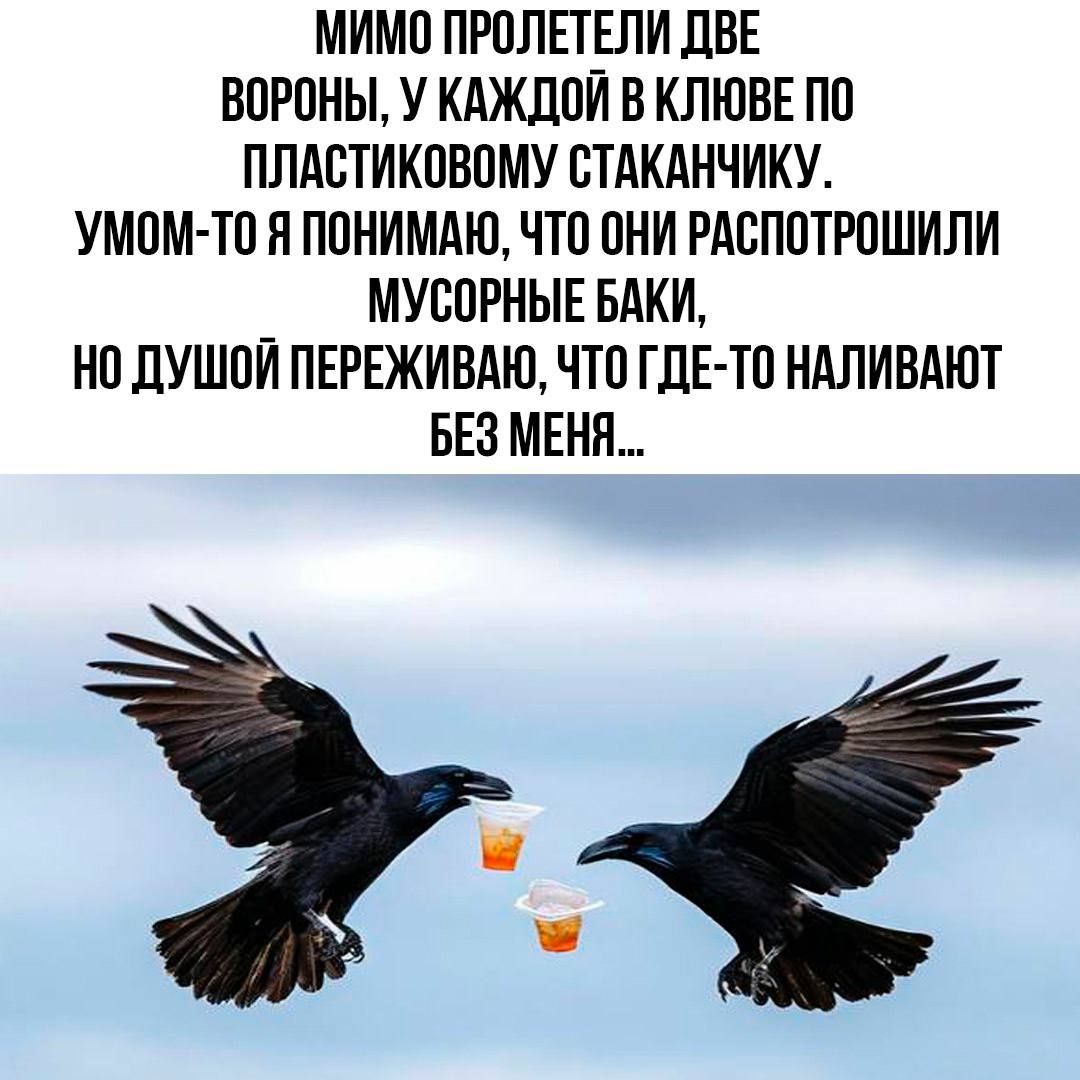 МИМО ПРОЛЕТЕЛИ ДВЕ ВОРОНЫ У КАЖДОЙ В КЛЮВЕ ПО ПЛАСТИКОВОМУ СТАКАНЧИКУ УМОМ ТО Я ПОНИМАЮ ЧТО ОНИ РАСПОТРОШИЛИ МУСОРНЫЕ БАКИ НО ДУШОЙ ПЕРЕЖИВАЮ ЧТО ГДЕ ТО НАЛИВАЮТ БЕЗ МЕНЯ