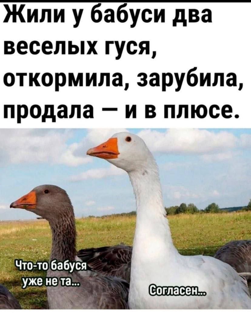 Жили у бабуси два веселых гуся откормила зарубила продала и в плюсе
