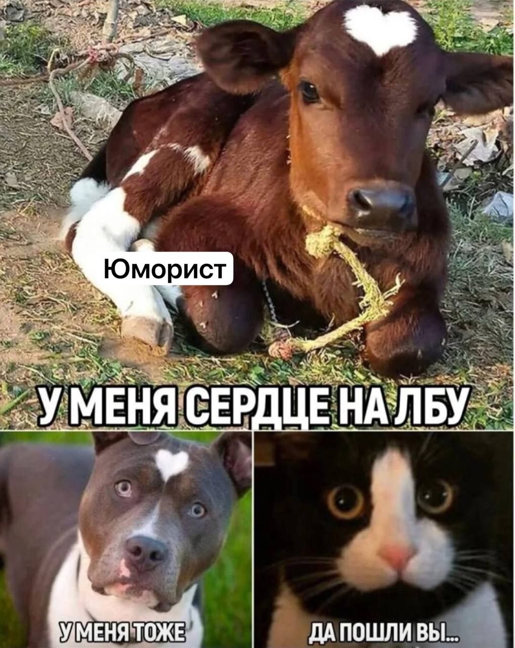 ЮморисУ МЕНЯ СЕРДЦЕ НА ЛБУ
У МЕНЯ ТОЖЕ
ДА ПОШЛИ ВЫ...