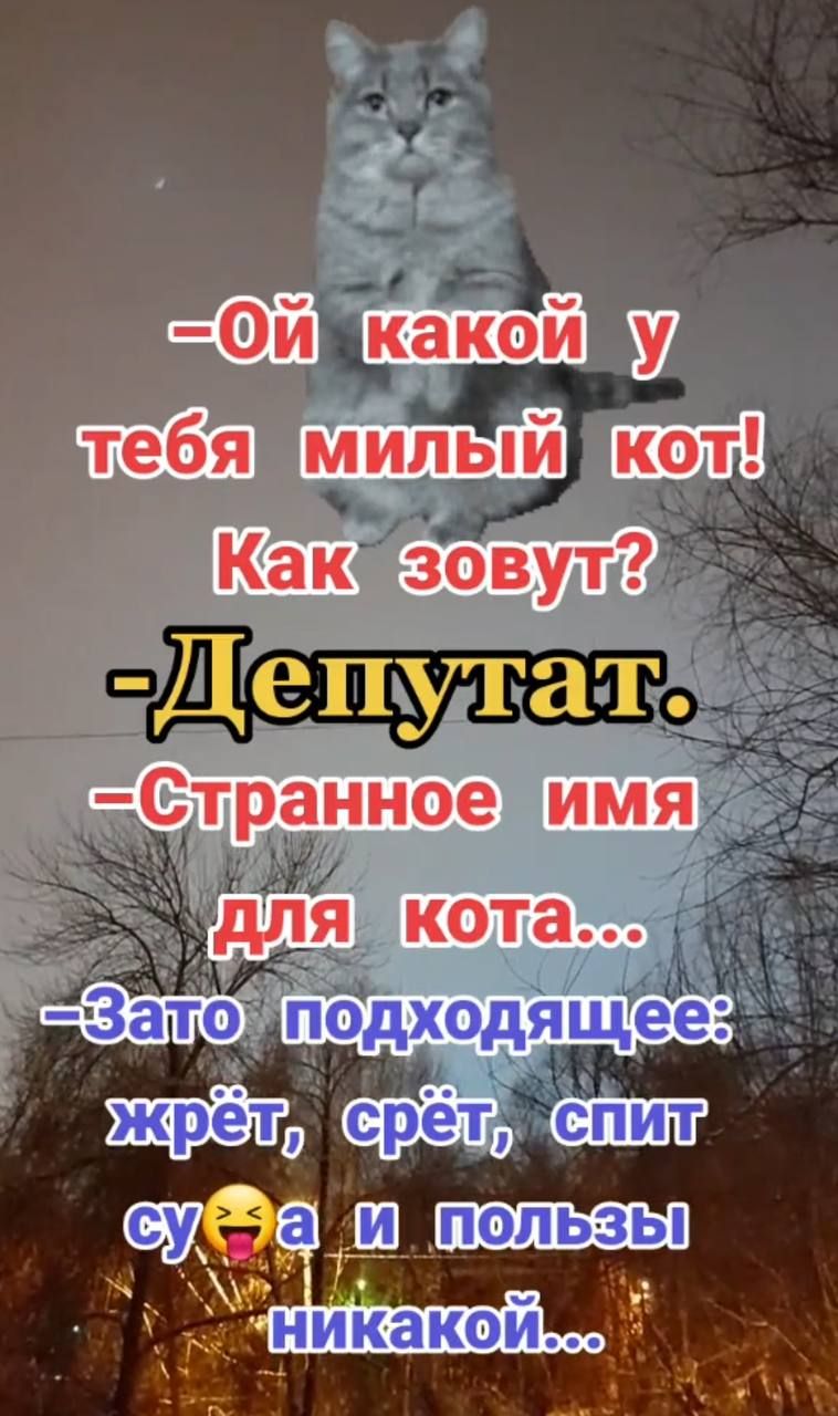-Ой какой у тебя милый кот! Как зовут? -Депутат. -Странное имя для кота... -Зато подходящее: жрёт, спит, сует и пользы никакой...