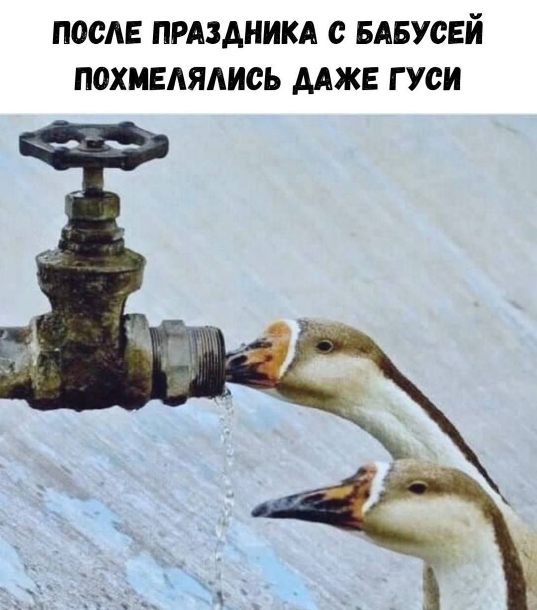 ПОСЛЕ ПРАЗДНИКА С БАБУСЕЙ ПОХМЕЛЯЛИСЬ ДАЖЕ ГУСИ