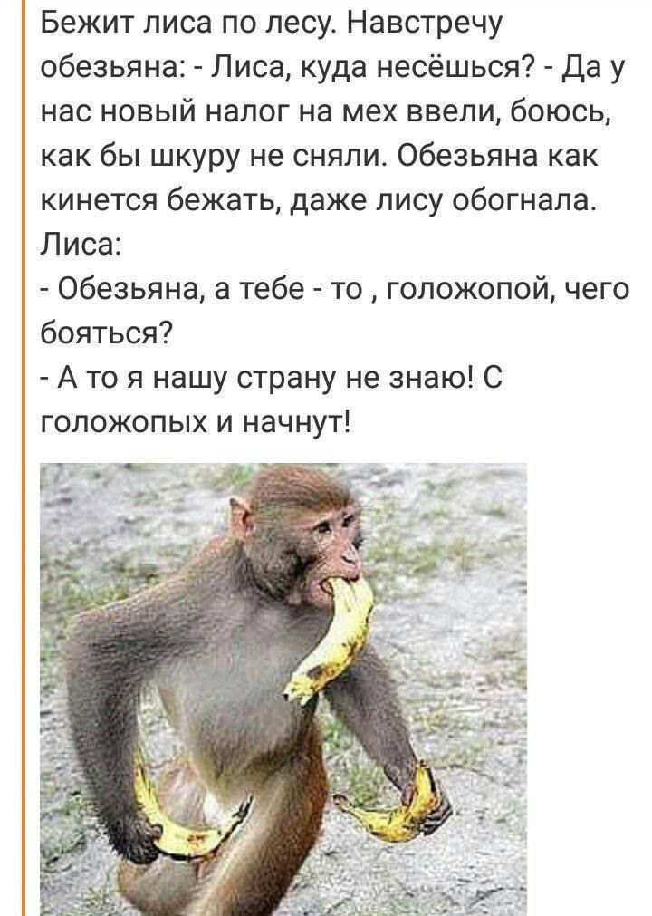 Бежит лиса по лесу. Навстречу обезьяна: - Лиса, куда несёшься? - Да у нас новый налог на мех ввели, боюсь, как бы шкуру не сняли. Обезьяна как кинется бежать, даже лису обогнала. Лиса: - Обезьяна, а тебе - то , голожопой, чего бояться? - А то я нашу страну не знаю! С голожопых и начнут!