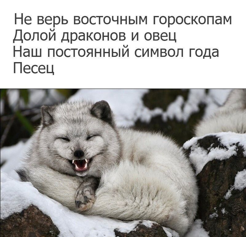 Не верь восточным гороскопам Долой драконов и овец Наш постоянный символ года Песец
