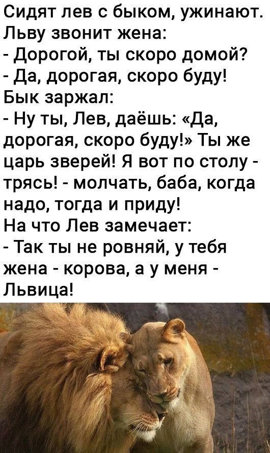 Сидят лев с быком ужинают Льву звонит жена Дорогой ты скоро домой Да дорогая скоро буду Бык заржал Ну ты Лев даёшь да дорогая скоро буду Ты же царь зверей Я вот по столу трясь молчать баба когда надо тогда и приду На что Лев замечает Так ты не ровняй у тебя жена корова а у меня Львица