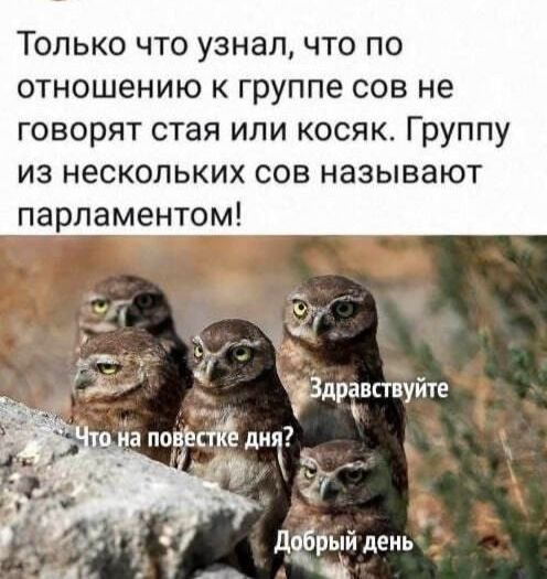 Только что узнал что по отношению к группе сов не говорят стая или косяк Группу из нескольких сов называют парламентом
