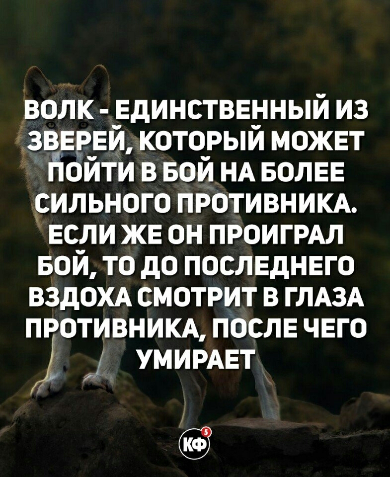 волк Единственный из ізвврвй который может пібйтй в вой НА БОЛЕЕ рильного противним Если ЖЕ он ПРОИГРАЛ БОЙ то до последнвго ВЗдОХА смотрит в ГЛАЗА противним после чего УМИРАЕТ