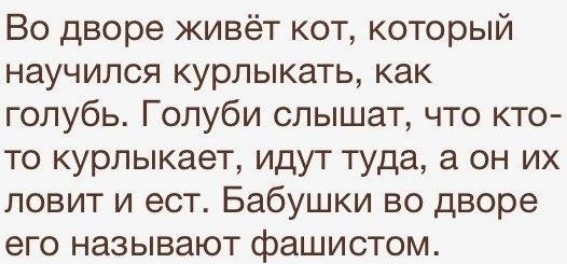 Во дворе живёт кот который научился курлыкать как голубь Голуби слышат что кто то курлыкает идут туда а он их ловит и ест Бабушки во дворе его называют фашистом