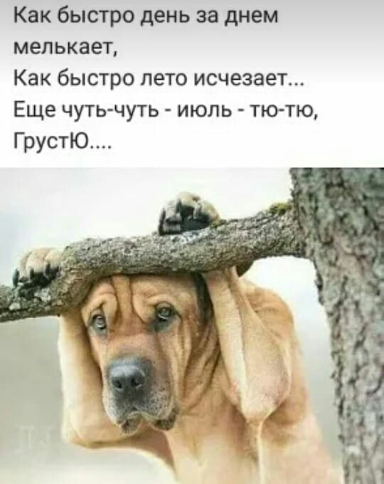 Как быстро день за днем мелькает Как быстро пето исчезает Еще чуть чуть июль тю тю ГрустЮ