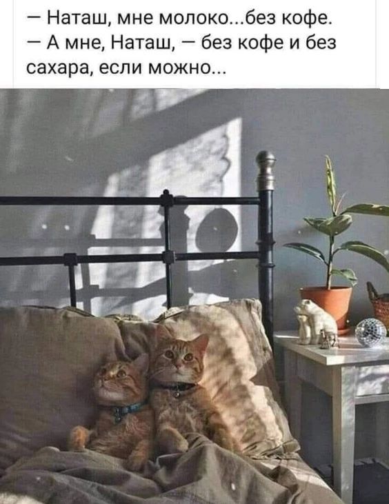 Наташ мне молокобез кофе А мне Наташ без кофе и без сахара если можно