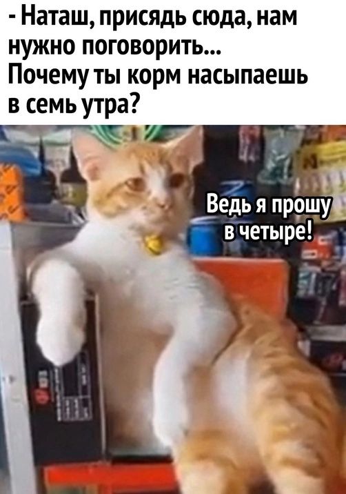 Наташ присядь сюда нам нужно поговорить Почему ты корм насыпаешь в семь утра