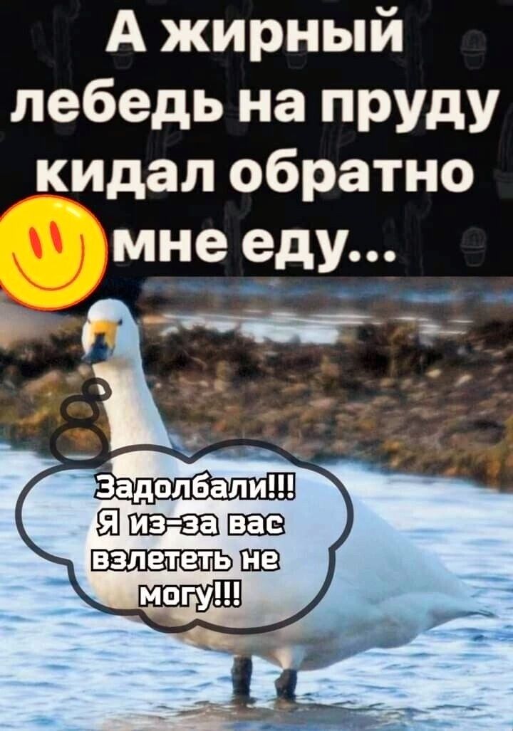 А жирный лебедь на пруду кидал обратно мне еду