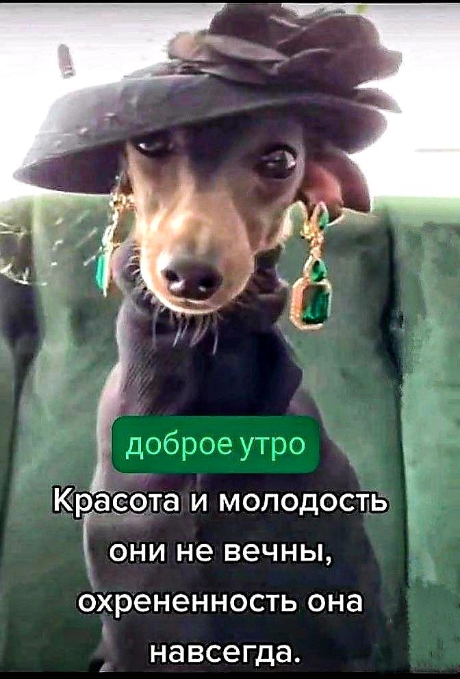 доброе утро Красота и молодость они не вечны Охрененность она А навсегда