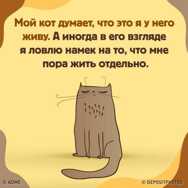 Мой кот думает что это я у него живу А иногда в его взтяде я ловлю намек на то что мне пора жить отдельно о а