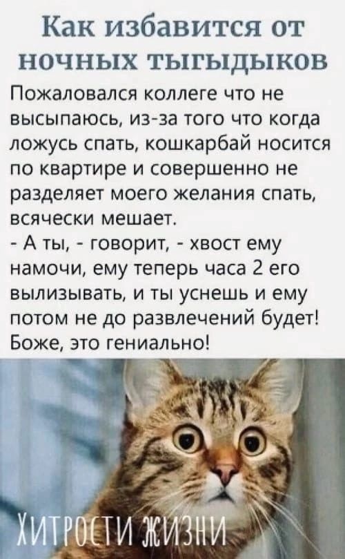 Как избавится от НОЧНЬЦХ ТЬПЬ1ДЬ1КОВ Пожаловался коллеге что не высыпаюсь из за того что когда ложусь спать кошкарбай носится по квартире и совершенно не разделяет моего желания спать всячески мешает А ты говорит хвост ему намочи ему теперь часа 2 его вылизывать и ты уснешь и ему потом не до развлечений будет Боже это гениально