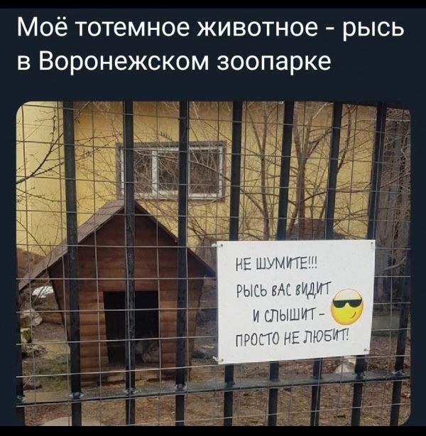 Моё тотемное животное рысь в Воронежском зоопарке