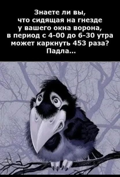 Знаете ли вы что сидящая на гнезде у вашего окна ворона в период с 4 00 до 6 30 утра может каркнуть 453 раза Падла