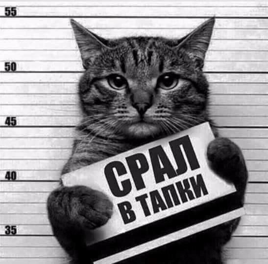 СРАЛ В ТАПКИ