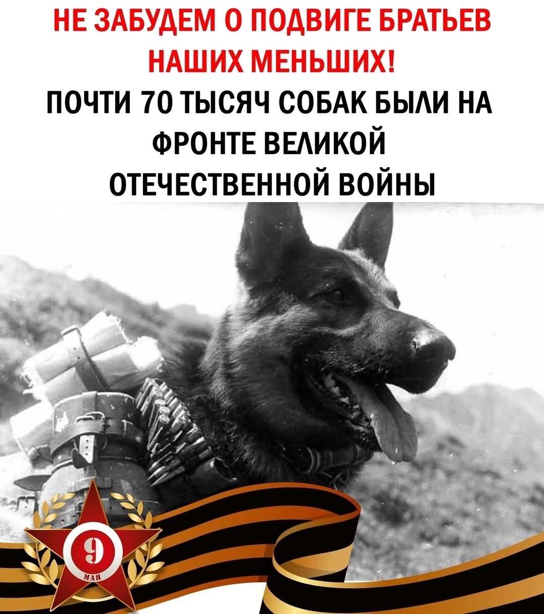 НЕ ЗАБУДЕМ О ПОДВИГЕ БРАТЬЕВ НАШИХ МЕНЬШИХ! ПОЧТИ 70 ТЫСЯЧ СОБАК БЫЛИ НА ФРОНТЕ ВЕЛИКОЙ ОТЕЧЕСТВЕННОЙ ВОЙНЫ