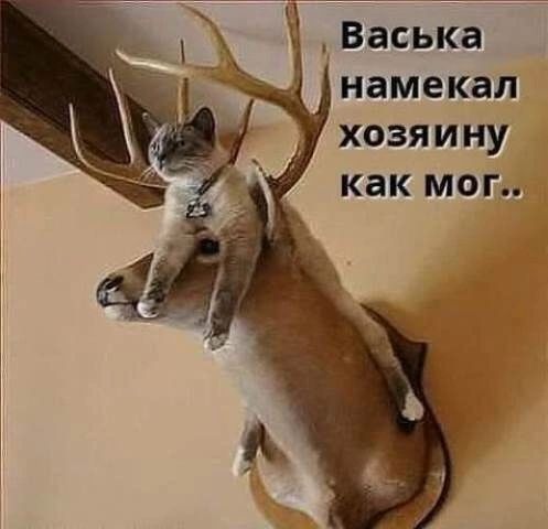 Васька намекал хозяйину как мог..