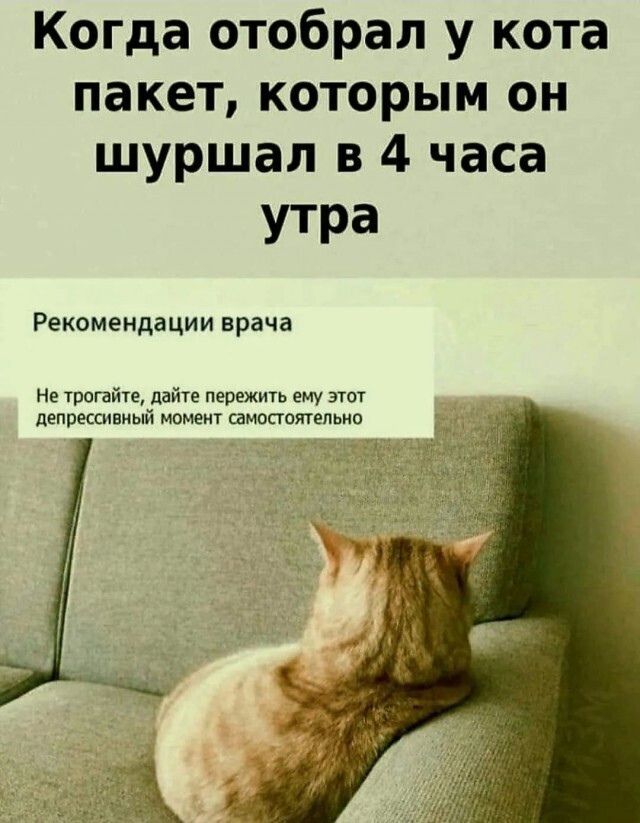 Когда отобрал у кота пакет, которым он шуршал в 4 часа утра
Рекомендации врача
Не трогайте, дайте пережить ему этот депрессивный момент самостоятельно