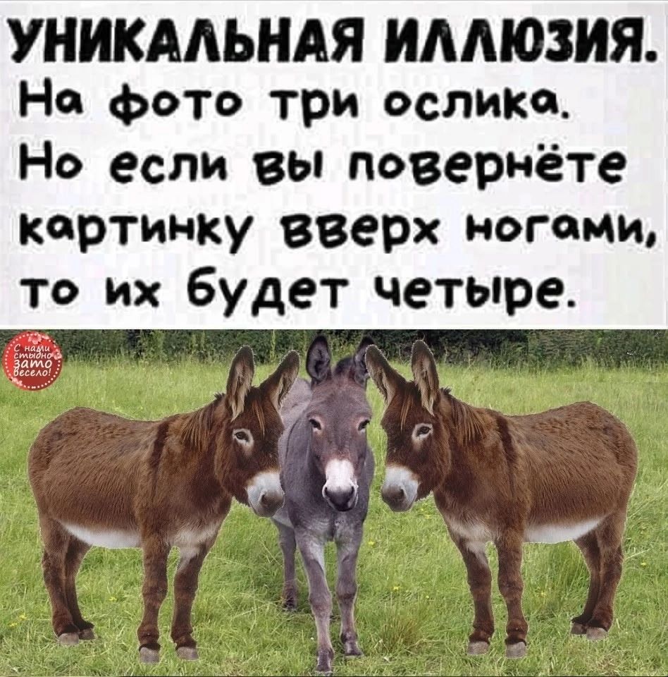 УНИКАЛЬНАЯ ИЛЛЮЗИЯ. На фото три ослика. Но если вы повернёте картинку вверх ногами, то их будет четыре.
