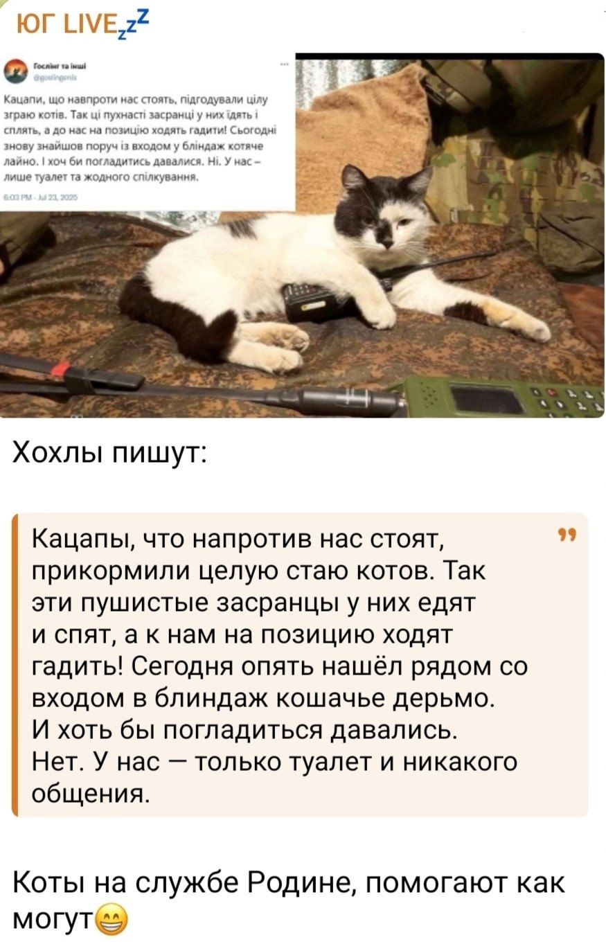 Хохлы пишут:

Кацапы, что напротив нас стоят, прикормили целую стаю котов. Так эти пушистые засранцы у них едят и спят, а к нам на позицию ходят гадить! Сегодня опять нашёл рядом со входом в блиндаж кошачье дерьмо. И хоть бы погладиться давались.
Нет. У нас — только туалет и никакого общения.

Коты на службе Родине, помогают как могут😄