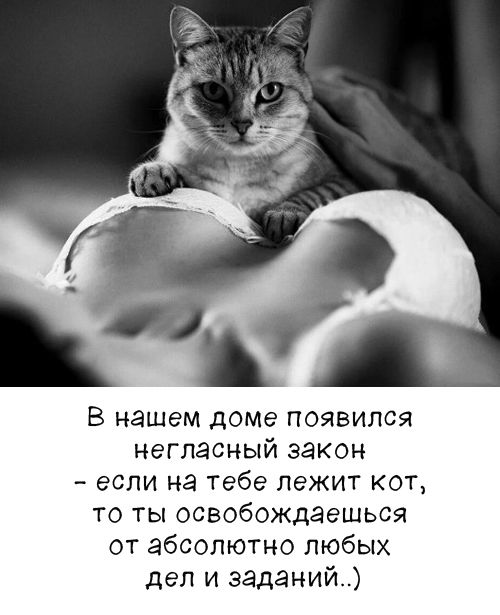 В нашем доме появился негласный закон - если на тебе лежит кот, то ты освобождаешься от абсолютно любых дел и заданий..)