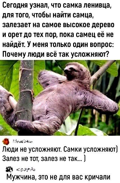 Сегодня узнал, что самка ленивца, для того, чтобы найти самца, залезает на самое высокое дерево и орет до тех пор, пока самец её не найдёт. У меня только один вопрос: Почему люди всё так усложняют? Люди не усложняют. Самки усложняют] Залез не тот, залез не так... ] Мужчина, это не для вас кричали.