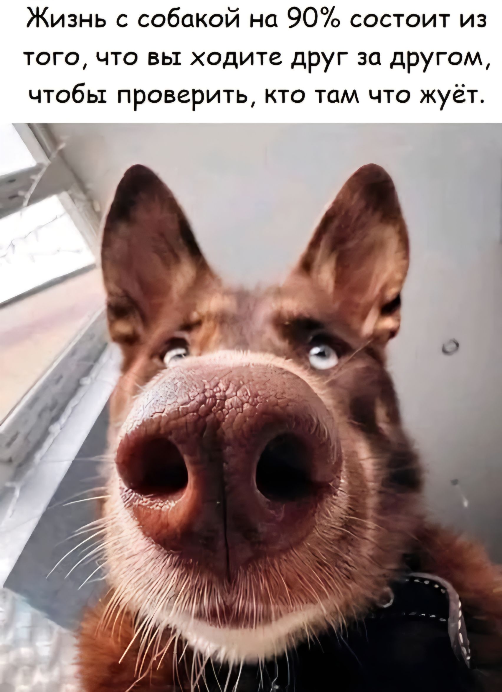 Жизнь с собакой на 90% состоит из того, что вы ходите друг за другом, чтобы проверить, кто там что жует.