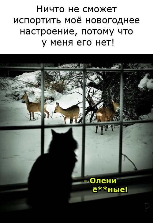 Ничто не сможет испортить моё новогоднее настроение, потому что у меня его нет! - Олeни ё**ные!