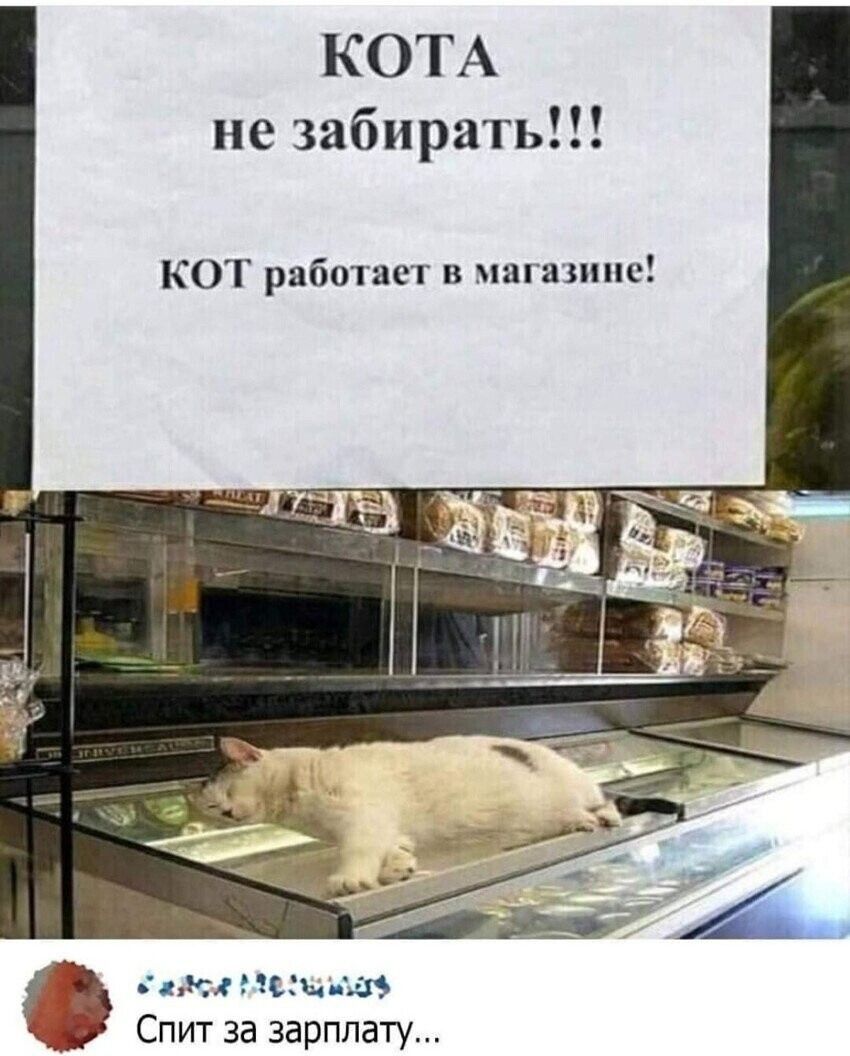 КОТА не забираать!!!

КОТ работает в магазине!