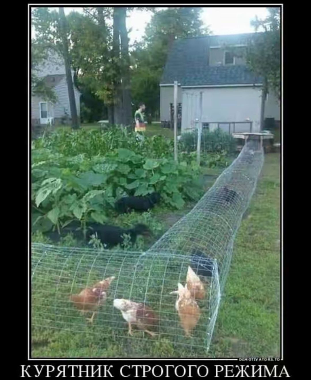 КУРЯТНИК СТРОГОГО РЕЖИМА