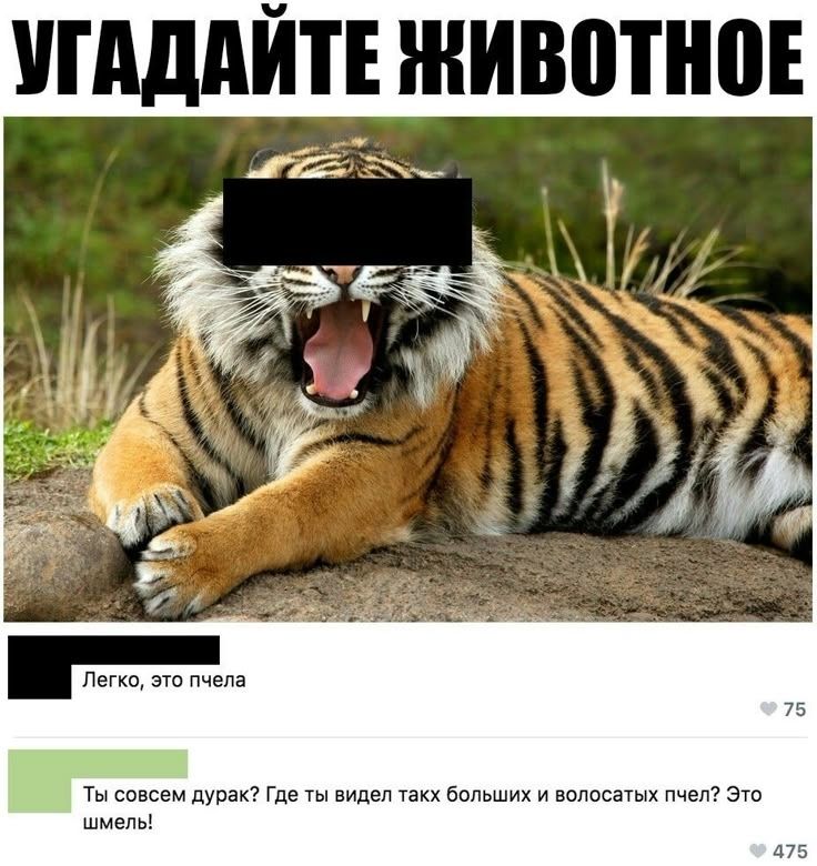 УГАДАЙТЕ ЖИВОТНОЕ
Легко, это пчела
Ты совсем дурак! Где ты видел таких больших и волосатых пчел? Это шимель!