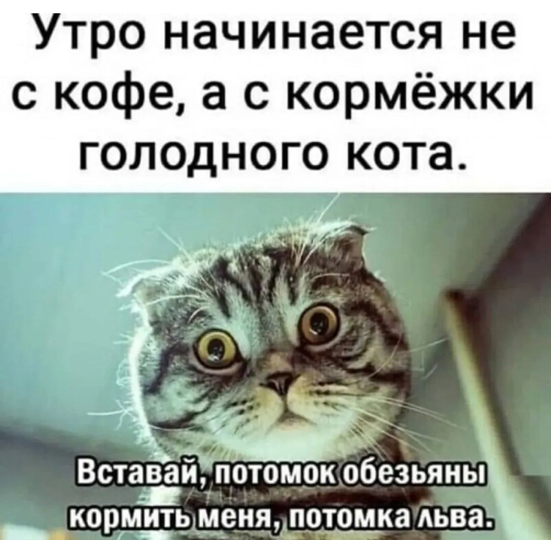 Утро начинается не с кофе, а с кормёжки голодного кота. Вставай, потомок обезьяны кормить меня, потомка льва.