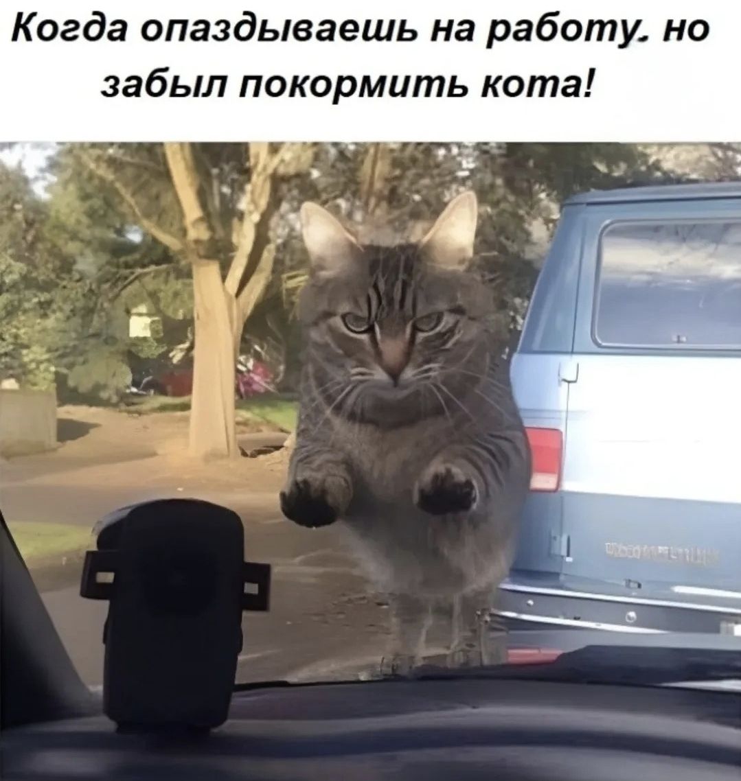 Когда опаздываешь на работу, но забыл покормить кота!