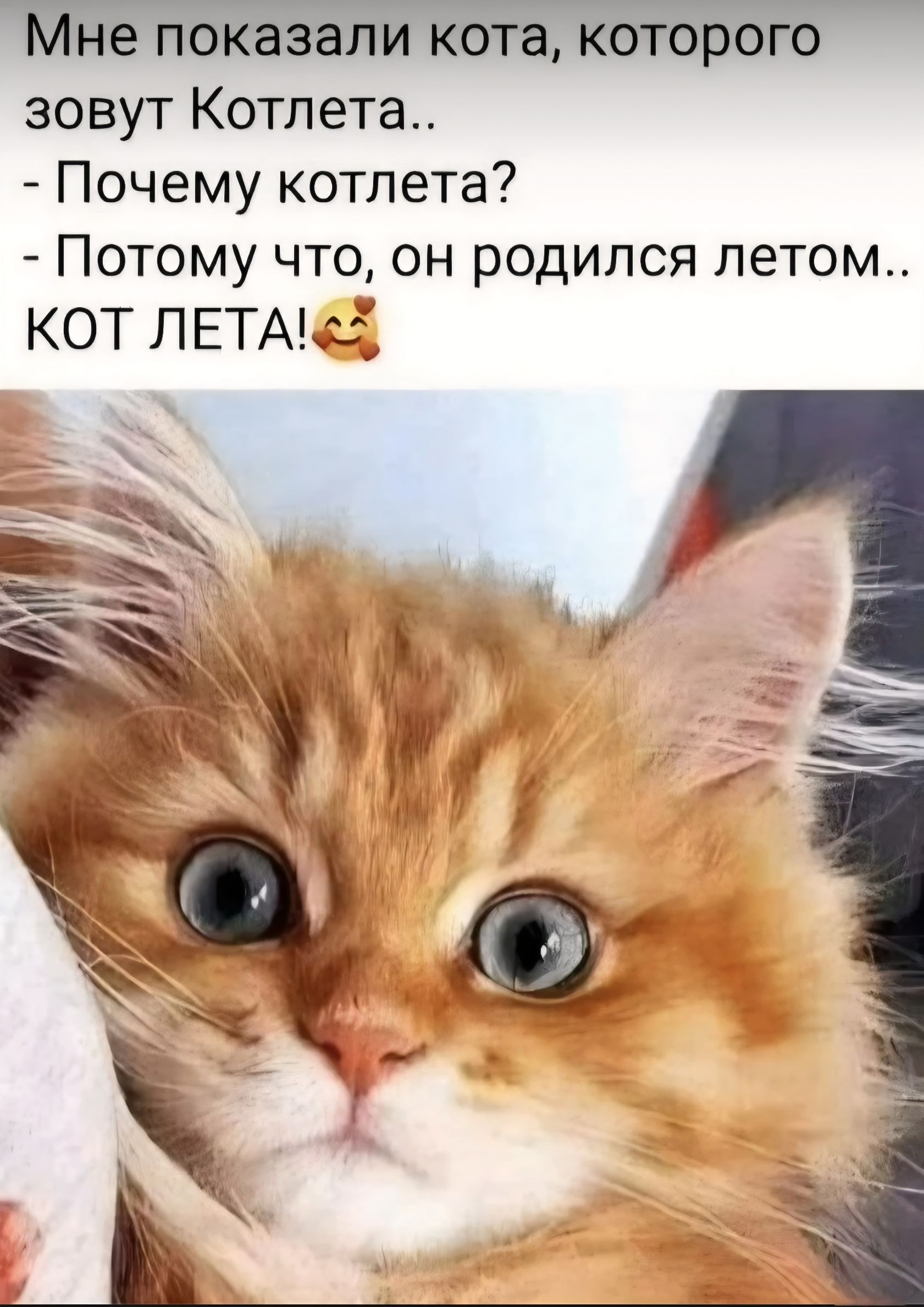 Мне показали кота, которого зовут Котлета.. - Почему котлета? - Потому что, он родился летом.. КОТ ЛЕТА! 🥰