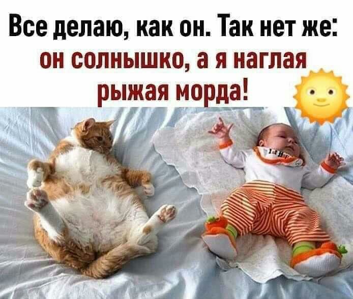 Все делаю как он Так нет же он солнышко а я наглая рыжая морда
