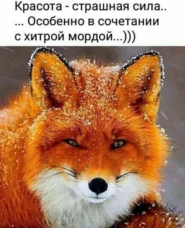 Красота страшная сила Особенно в сочетании хитрой мордой