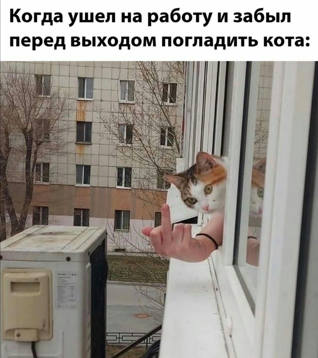 Когда ушел на работу и забыл перед выходом погладить кота