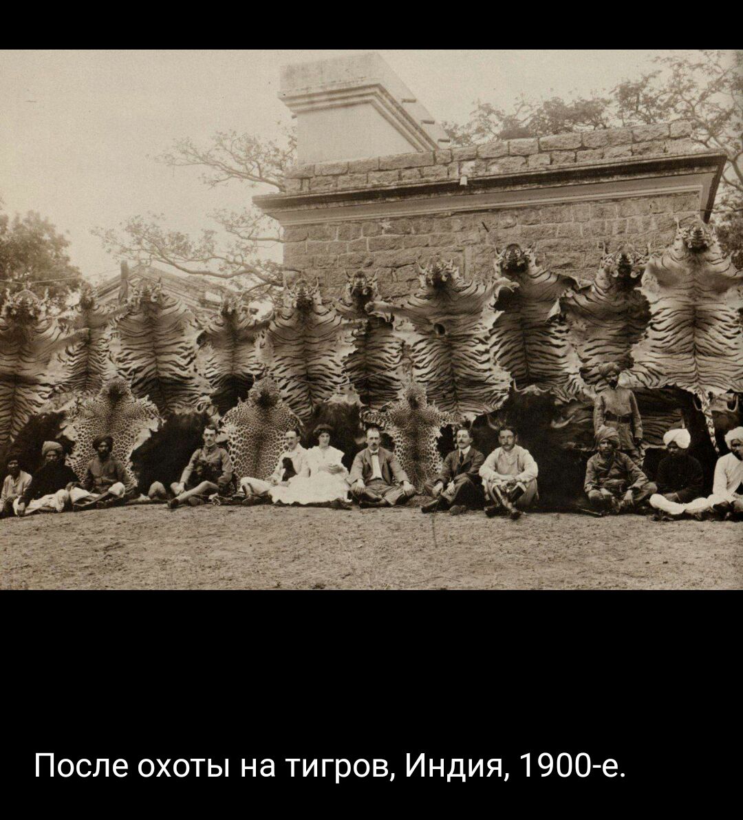 После охоты на тигров Индия 1900г