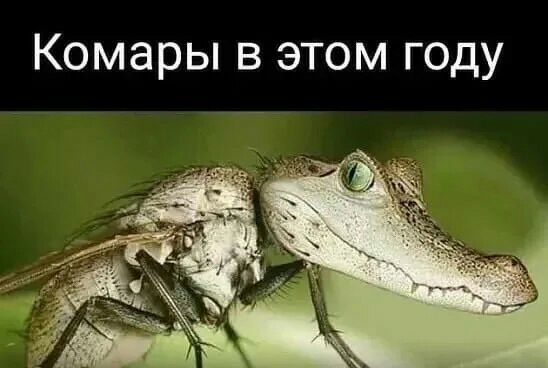 Комары в этом году