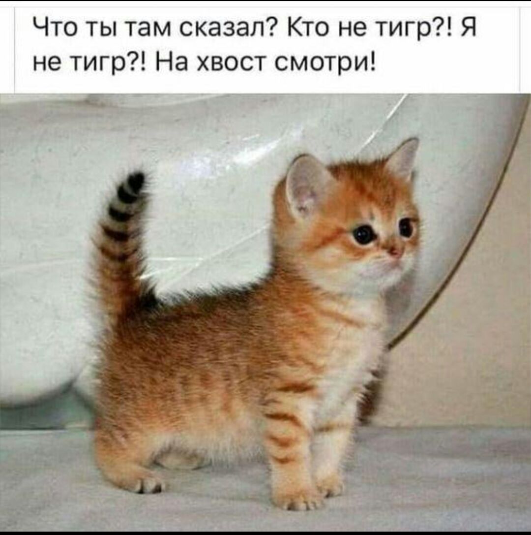 Что ты там сказал Кто не тигр Я не тигр На хвост смотри