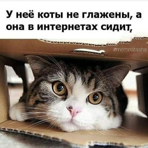 У неё коты не глажены а она в интернетах сидит