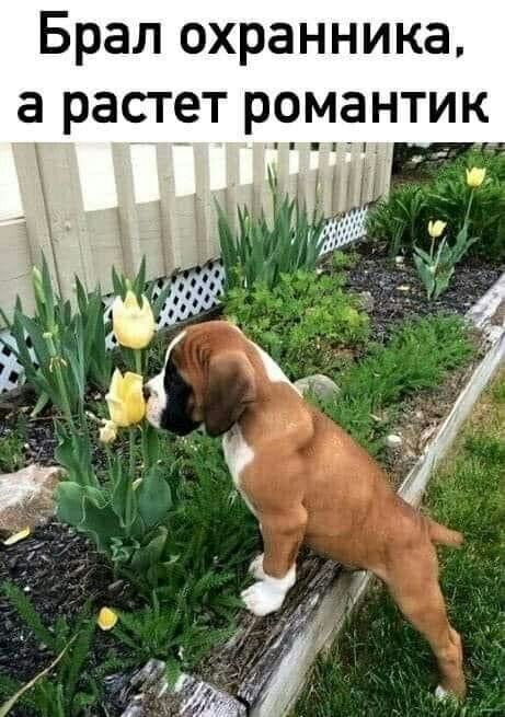 Брал охранника а растет романтик