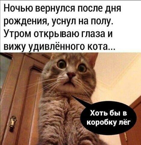 Ночью вернулся после дня рождения уснул на полу Утром открываю глаза и вижу дивлённого кота Хоть бы в У коробку пёг