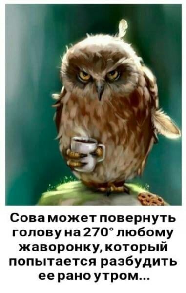 Сова может повернуть голову на 270 любому жаворонку который попытается разбудить ее рано утром