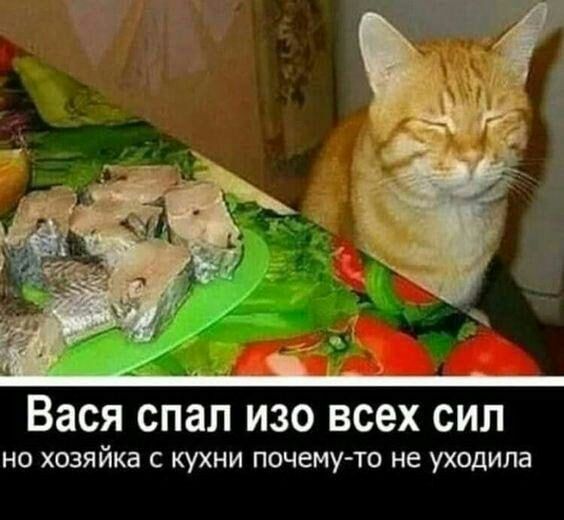 Вася спал изо всех сил но хозяйка с кухни почемуто не уходила