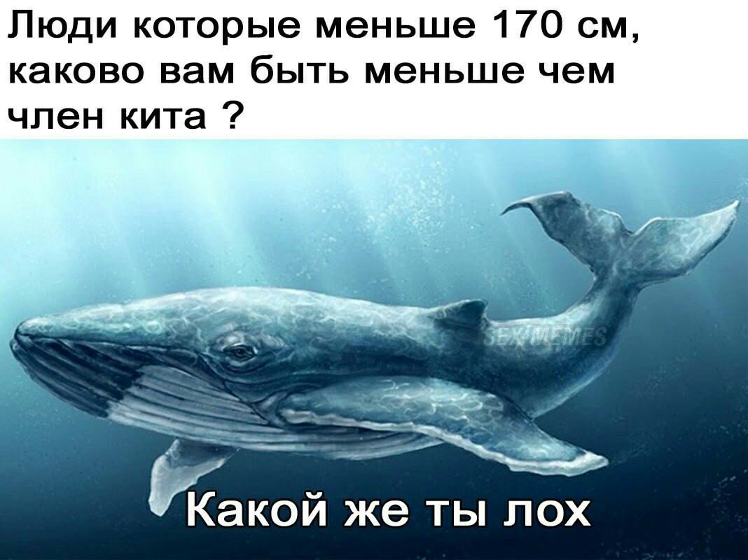 Люди которые меньше 170 см каково вам быть меньше чем член кита Какой же ты пох