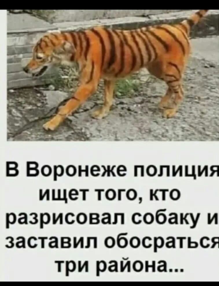 В Воронеже полиция ищет того кто разрисовал собаку и заставил обосраться три района