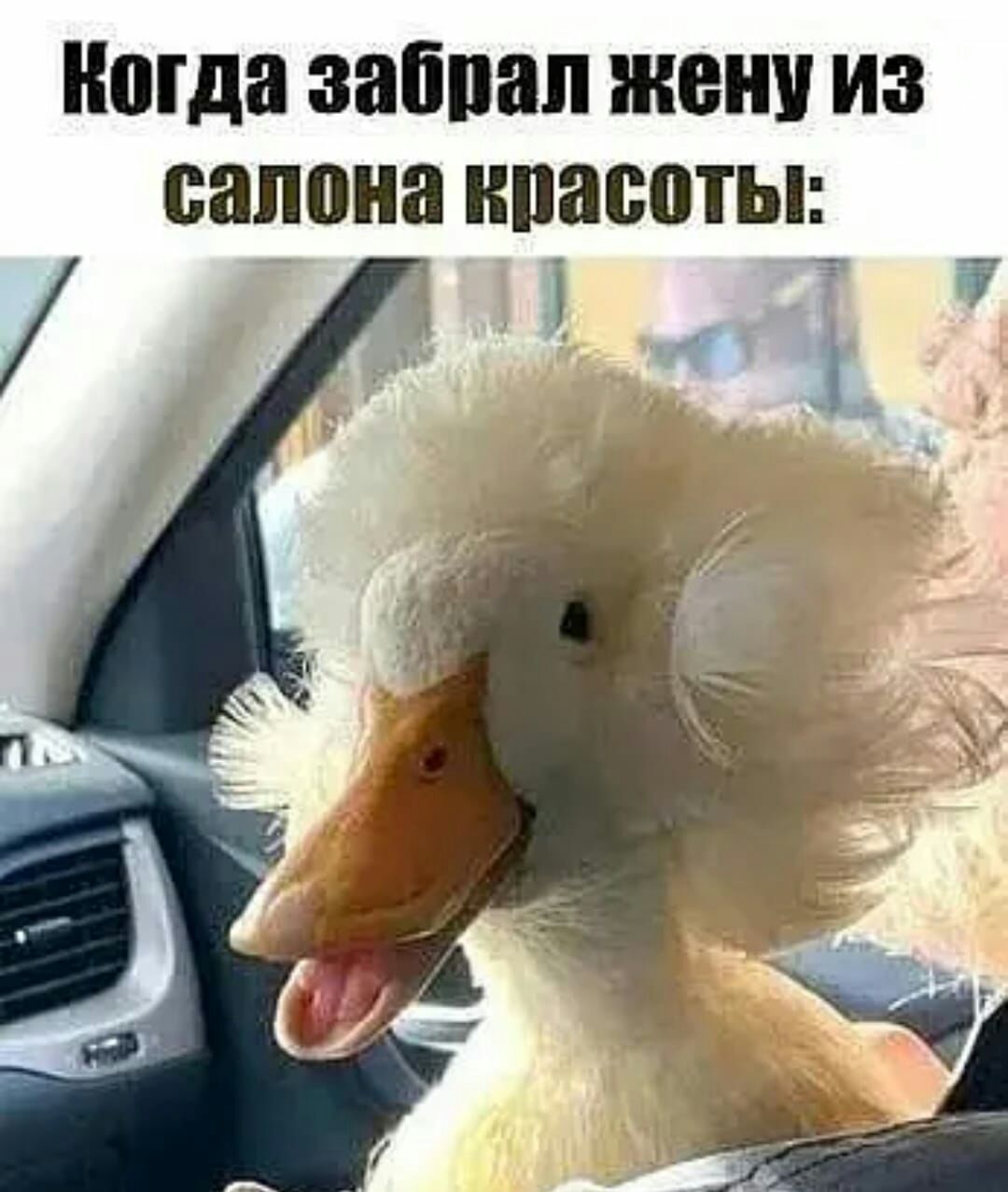 огда забпап жену из салона нпасоты _